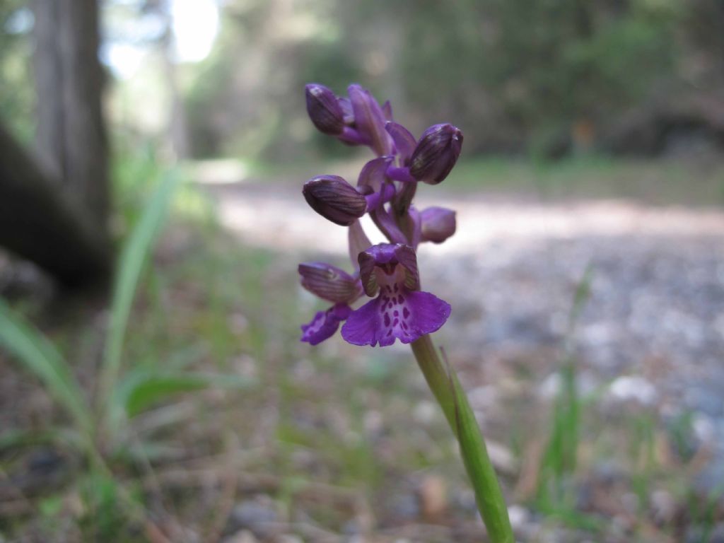 Orchidee del Vesuvio